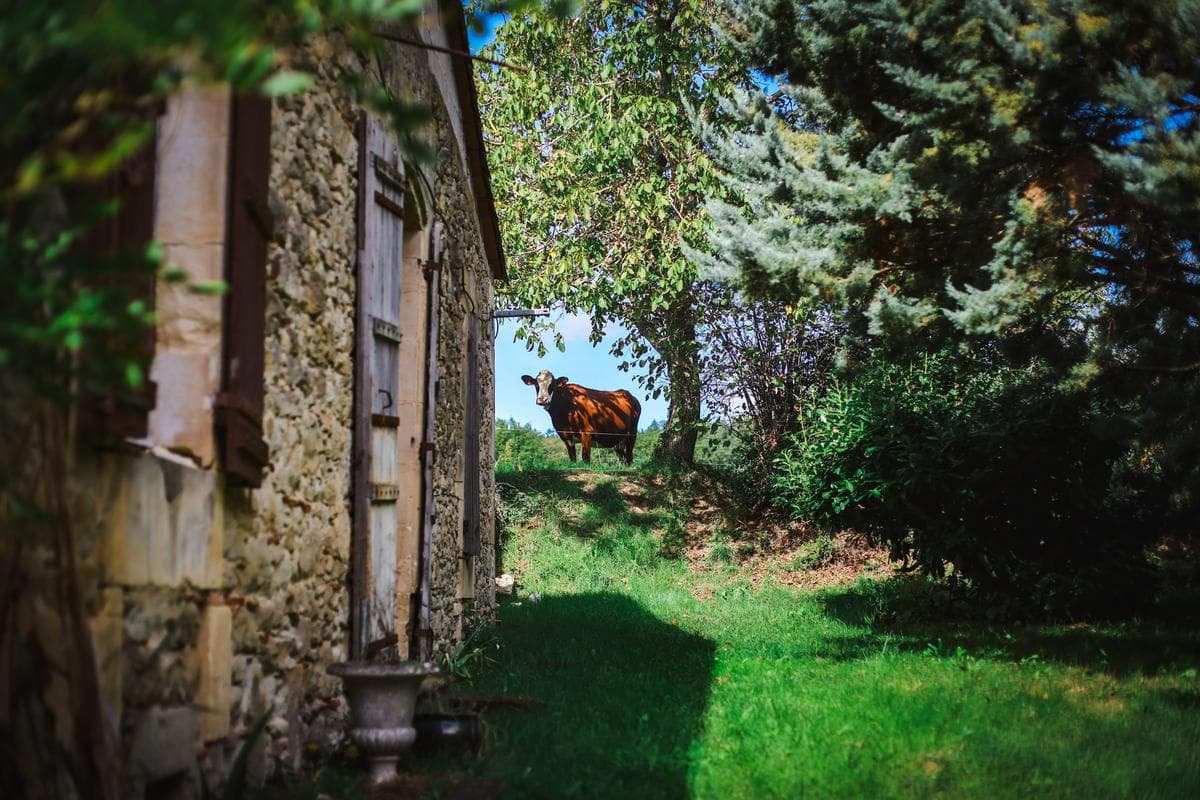 Étiquetage bien-être animal : la France avance, le Cameroun doit suivre